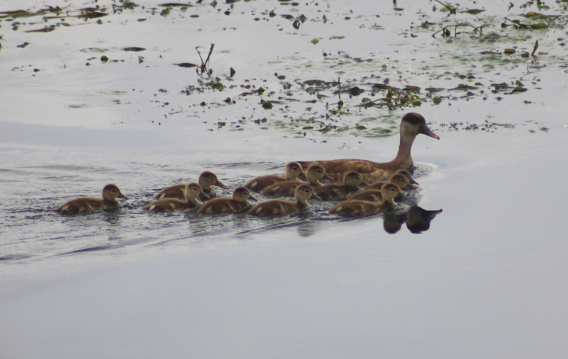Red-crested Pochard